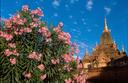 Flowers in bloom at another of Bagans better restored temple buildings.